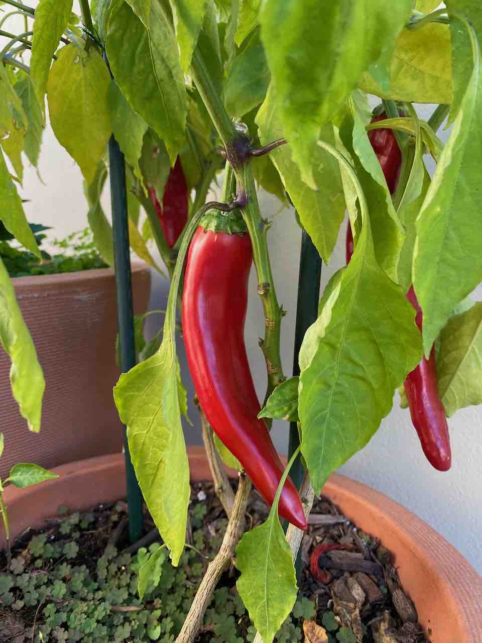 peppers Create the perfect outdoor retreat with stylish outdoor living spaces designed for relaxation, entertaining, and everyday luxury.