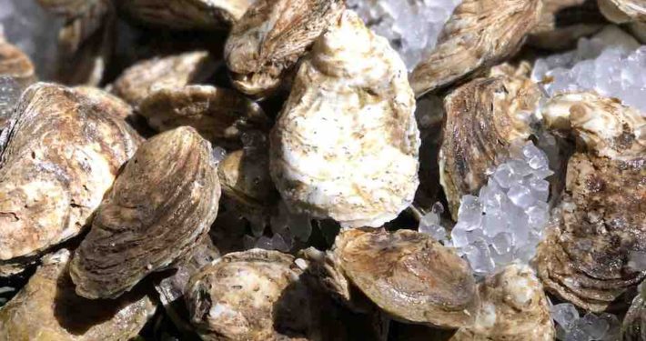 Taste your way through the best oyster bars in NYC. From rooftop lounges to candlelit gems, find your perfect shuck-worthy spot.